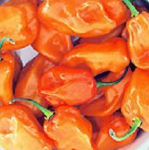 CHILE HABANERO DESHIDRATADO